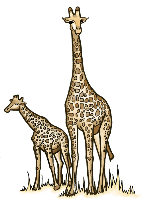 Giraffes Illustration